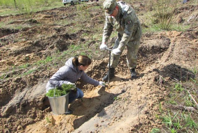 В мае 2019 года Ивановская область примет участие в акции «Всероссийский день посадки леса»  - фото 1