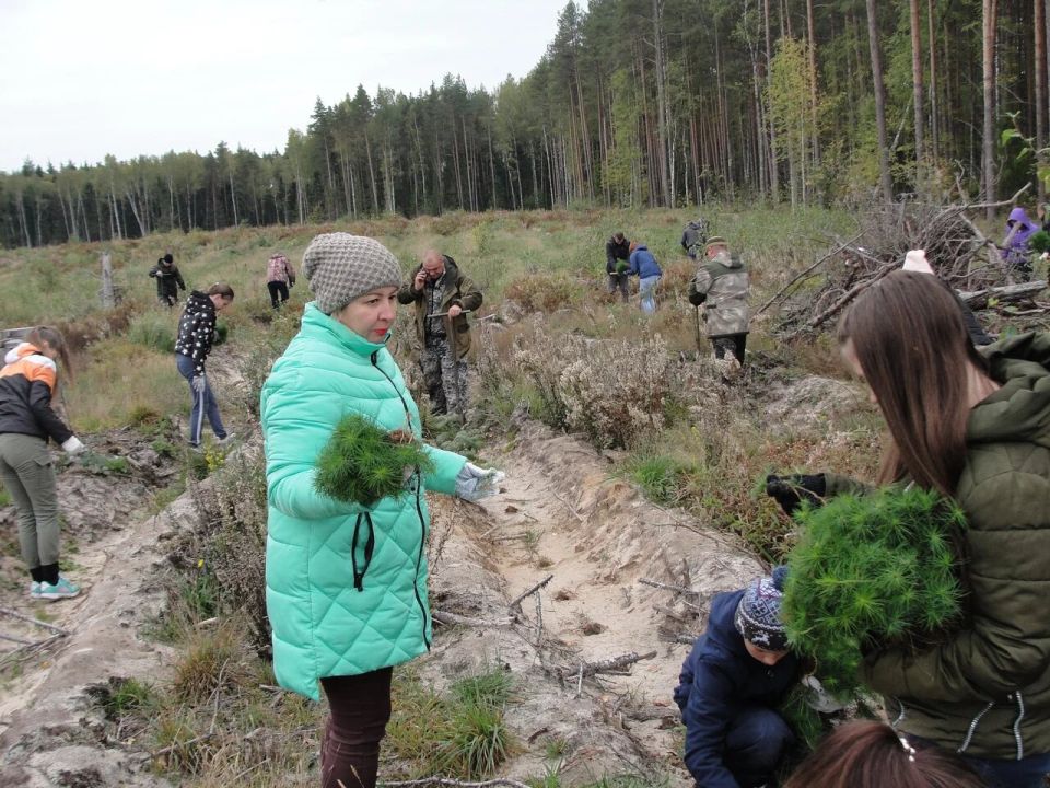 270 тысяч сеянцев лесных культур хвойных пород посадили во Владимирской области в ходе весенних лесовосстановительных мероприятий - фото 1
