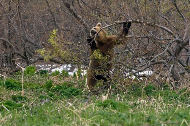 Жизнь медведя - без "политкорректной цензуры" - фото 7
