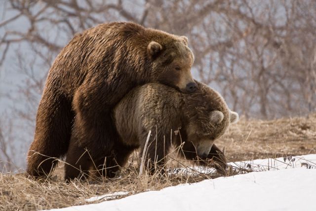 Жизнь медведя - без "политкорректной цензуры" - фото 8
