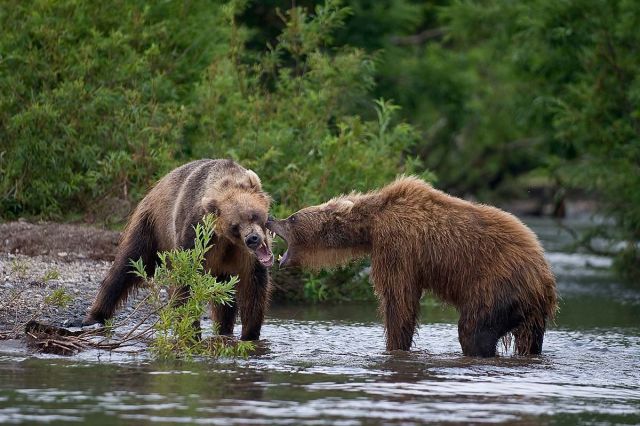 Жизнь медведя - без "политкорректной цензуры" - фото 12