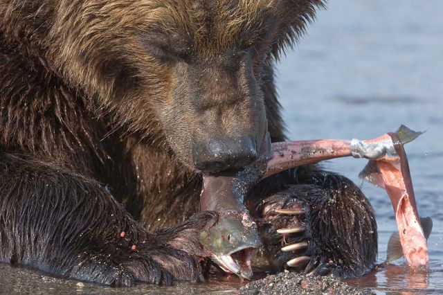 Жизнь медведя - без "политкорректной цензуры" - фото 20
