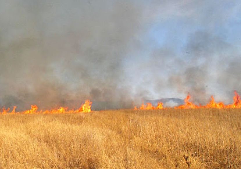 Лесные огнеборцы Воронежской области не дали огню перейти в лес - фото 1