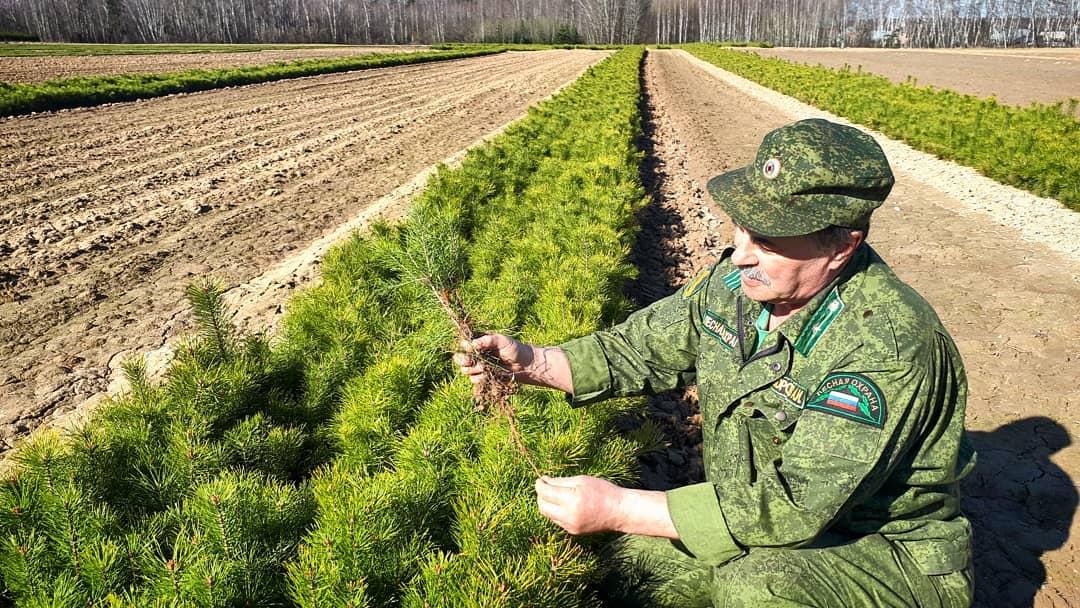 400 тысяч сеянцев сосны готовы к посадке на лесных участках Московской области (2) - фото 1