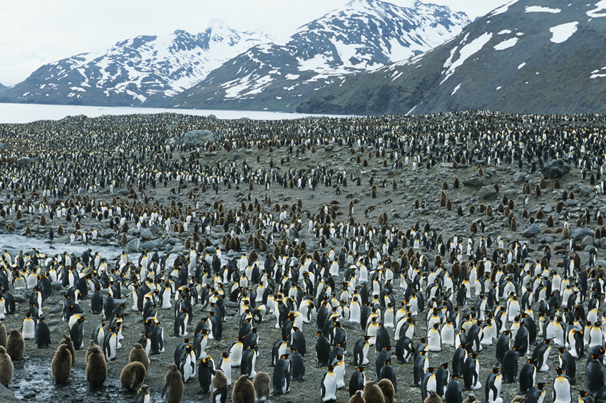  В Антарктике появится крупнейший в мире морской заповедник - фото 1