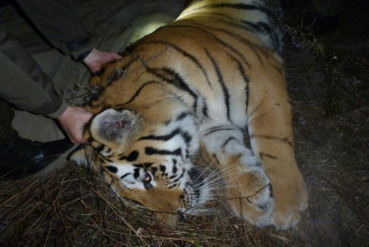  Под Владивостоком поймали ещё одного амурского тигра - фото 1