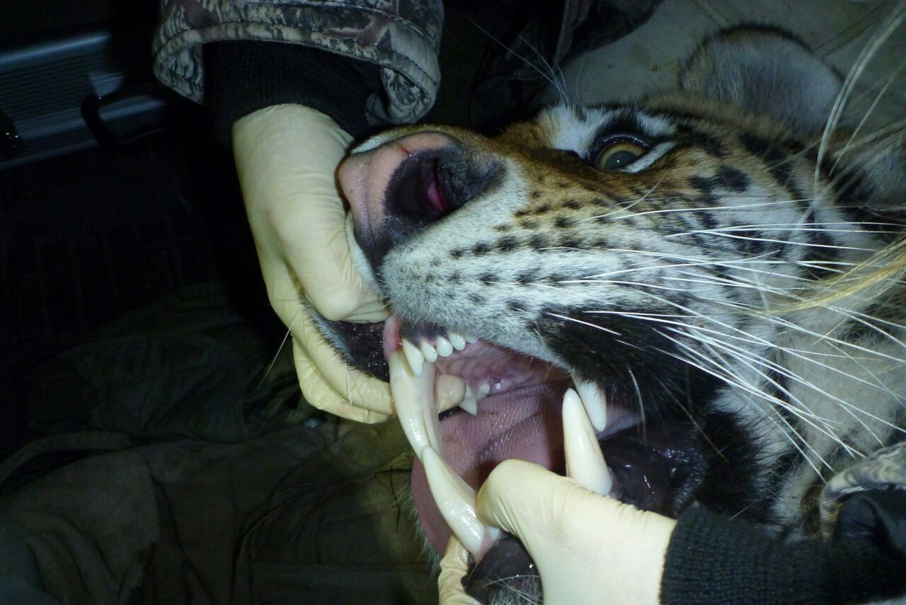  Под Владивостоком поймали ещё одного амурского тигра - фото 3