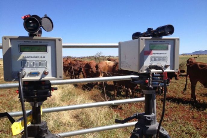  Кормление коров водорослями может сократить выброс парниковых газов на 99 процентов - фото 1