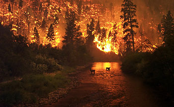  Сибирские леса горят всё сильнее - фото 1