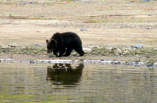  Расставание сибирской медведицы с медвежатами растрогало Интернет - фото 1