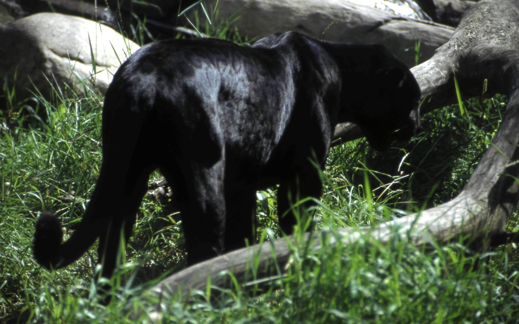  Черная пантера-призрак ночи из священного леса  - фото 4
