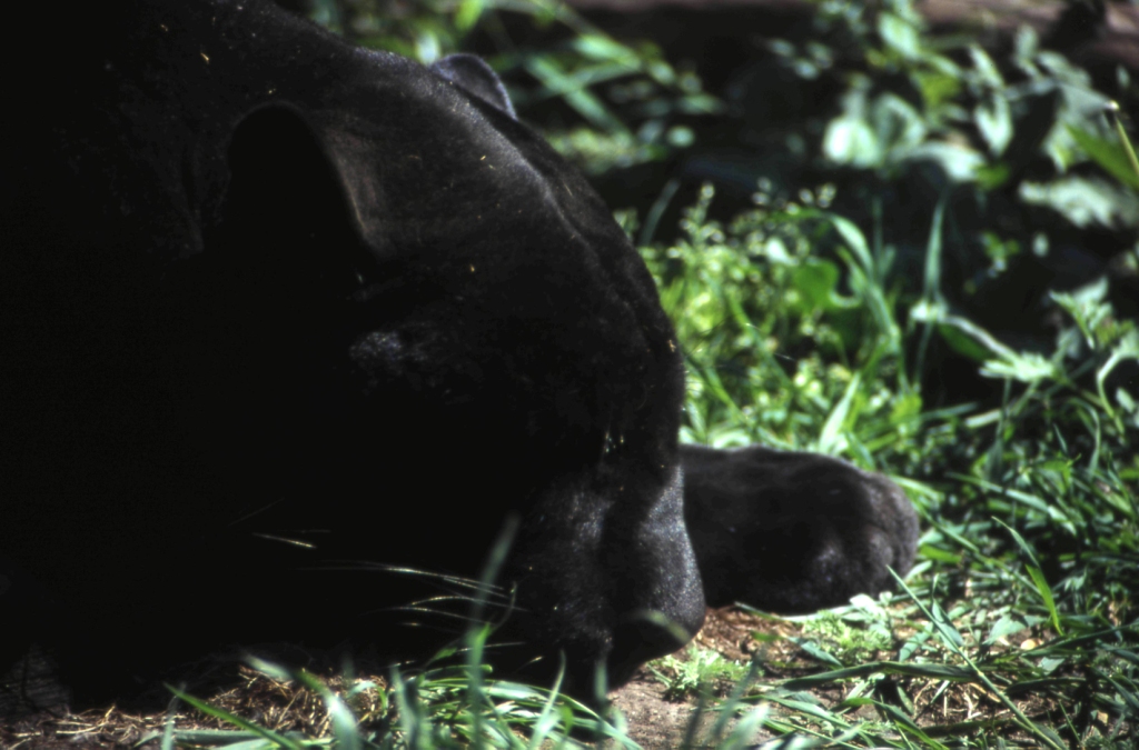  Черная пантера-призрак ночи из священного леса  - фото 5