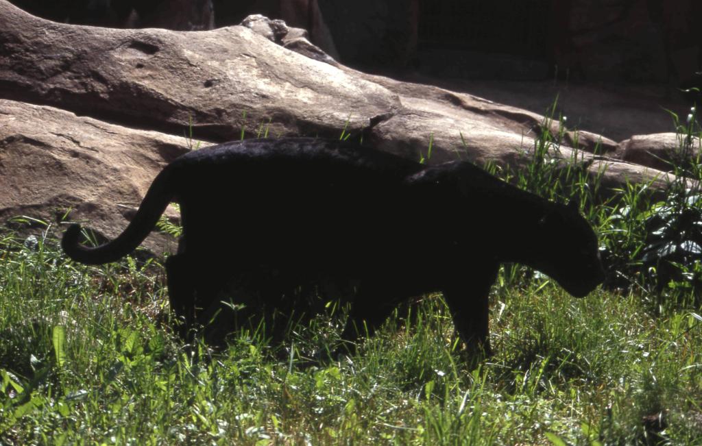  Черная пантера-призрак ночи из священного леса  - фото 6