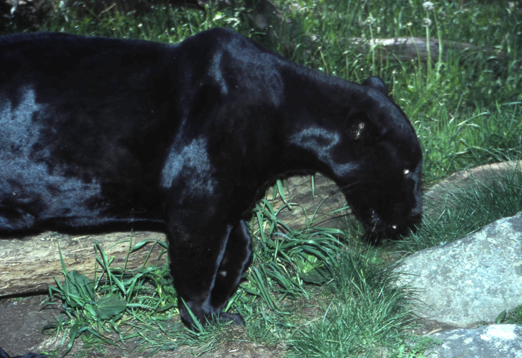  Черная пантера-призрак ночи из священного леса  - фото 7