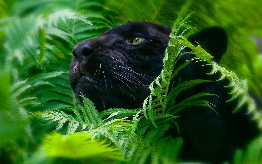  Черная пантера-призрак ночи из священного леса  - фото 8