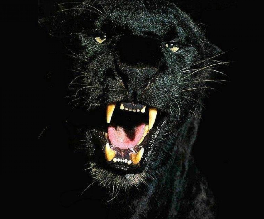  Черная пантера-призрак ночи из священного леса  - фото 9