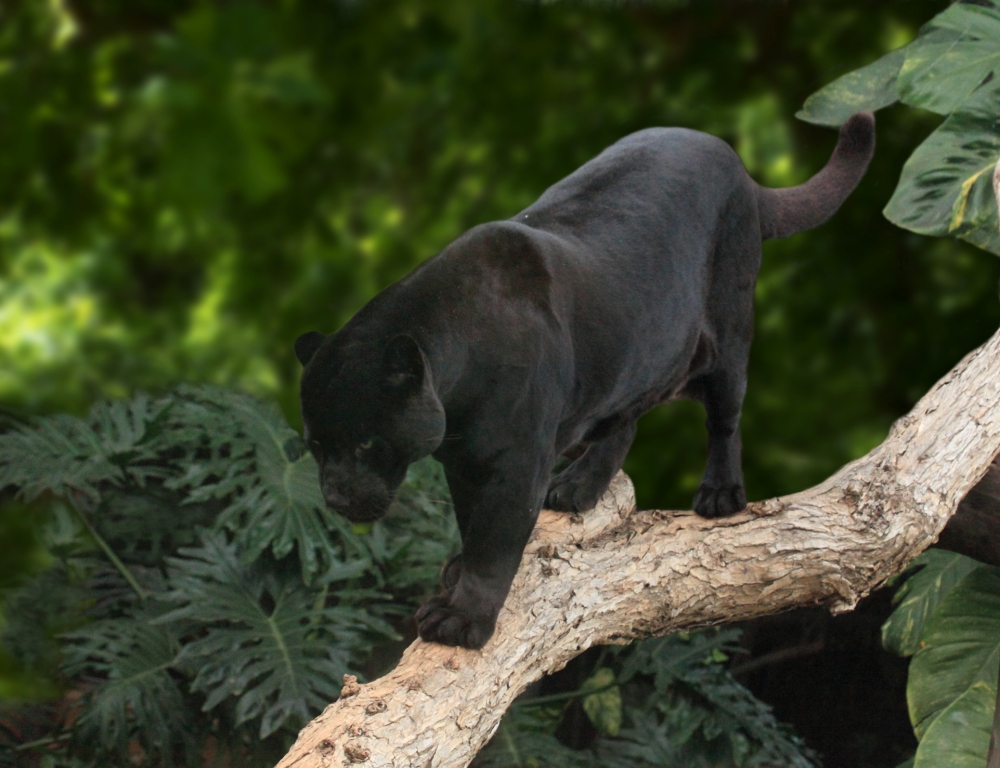  Черная пантера-призрак ночи из священного леса  - фото 13