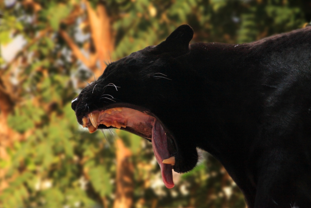  Черная пантера-призрак ночи из священного леса  - фото 14