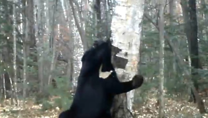  Зажигательный танец медведя сняли на видео в нацпарке "Земля леопарда"  - фото 1