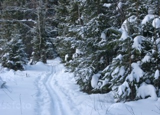 Комитет лесного хозяйства Московской области в преддверии зимнего периода просит жителей Подмосковья быть осторожнее в лесу - фото 1