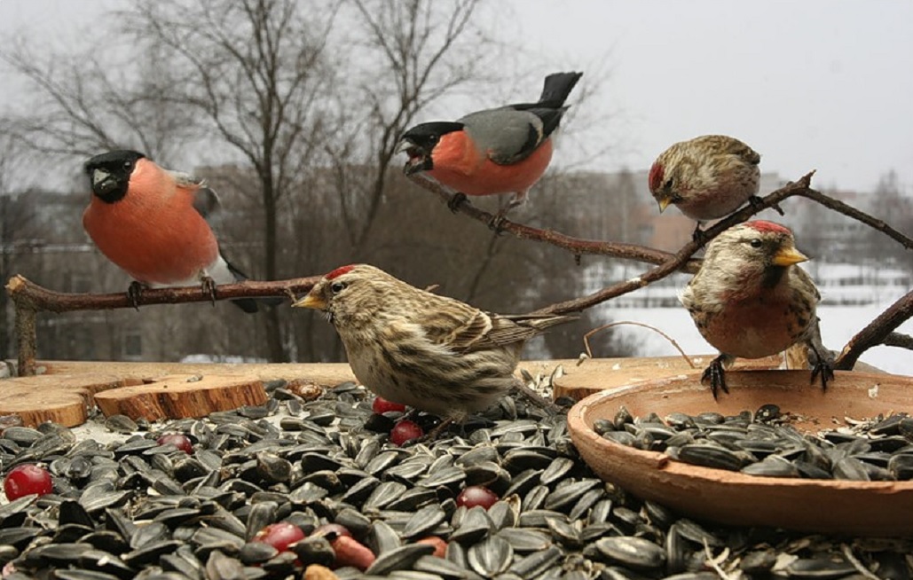 Подкормка птиц мосприрода