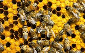  "Защитите пчелу от коммерсанта" - фото 1