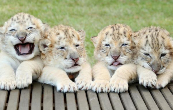  Детеныши белого льва и белой тигрицы  - фото 1