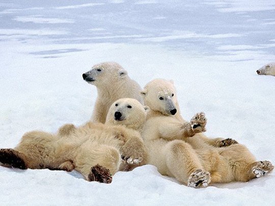  В США спрогнозировали полное вымирание белых медведей в России  - фото 1