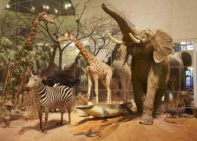  В Дарвиновском музее откроется экологическая выставка  - фото 1