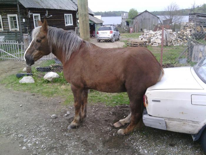  В Карелии появилась лошадь, которая любит сидеть на машине (фото)  - фото 1