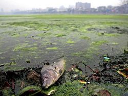  В Китае загрязнена почти половина наземных вод  - фото 1