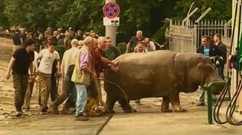  Звери в городе: пользователи соцсетей выкладывают фото сбежавших из зоопарка Тбилиси животных  - фото 6