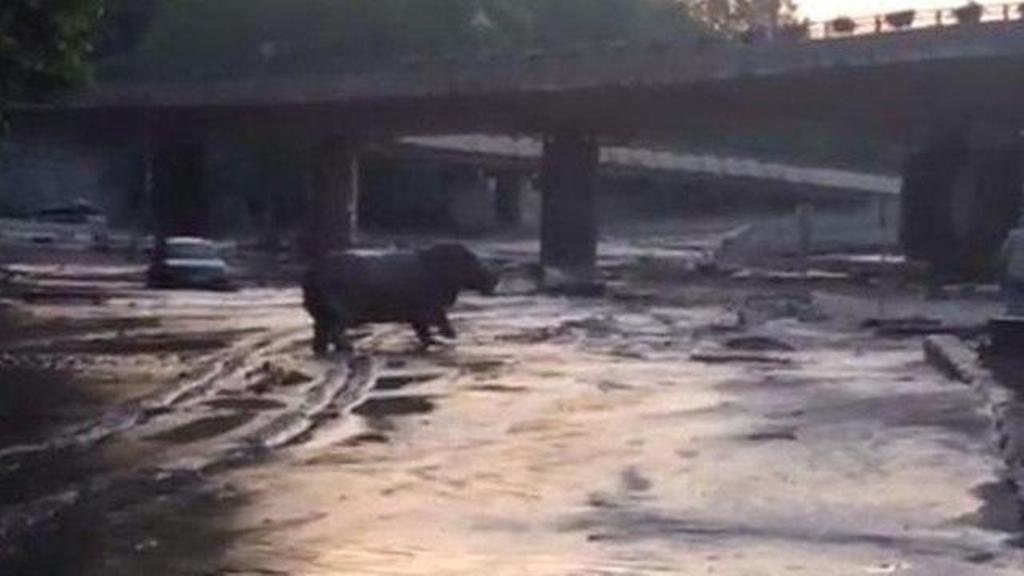  Звери в городе: пользователи соцсетей выкладывают фото сбежавших из зоопарка Тбилиси животных  - фото 8