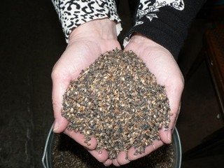  Моршанская шишкосушилка готова  к  переработке сырья нового урожая - фото 1