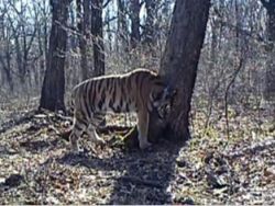  Путинская тигрица приступила к поискам "жениха"  - фото 1
