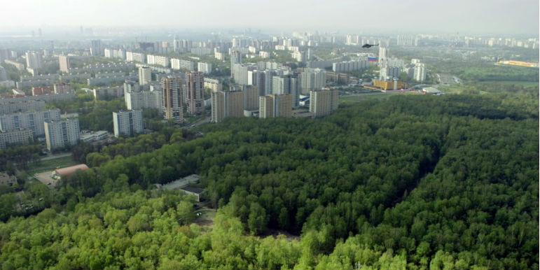 Вокруг крупных городов могут быть созданы лесопарковые зеленые пояса - фото 1