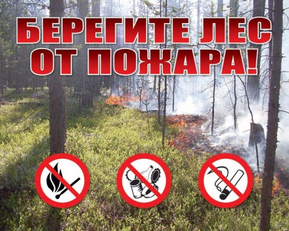 В лесах Тверской области начался пожароопасный сезон - фото 1