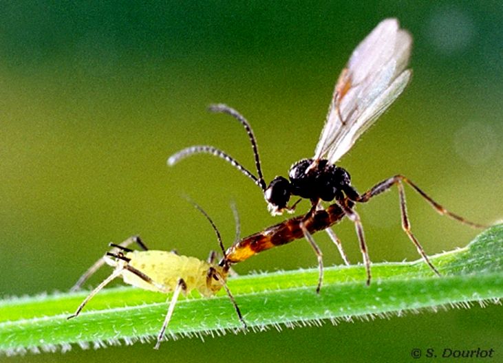 wasp-aphid-evolution.jpg