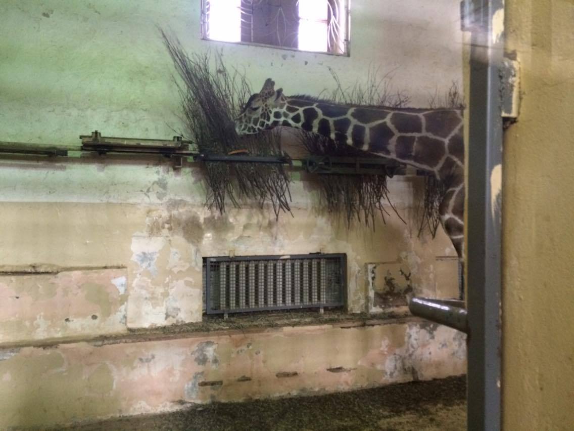 Трагедия предшествовала смене руководства в Московском зоопарке - фото 1