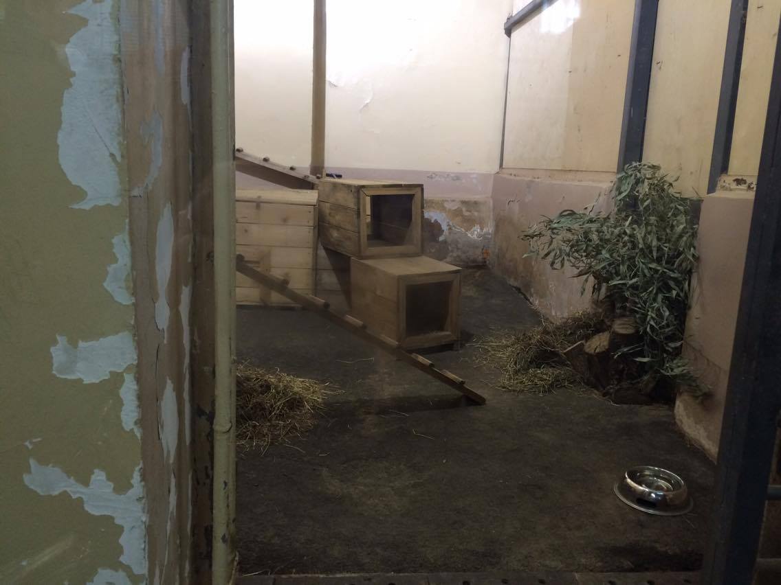 Трагедия предшествовала смене руководства в Московском зоопарке - фото 4