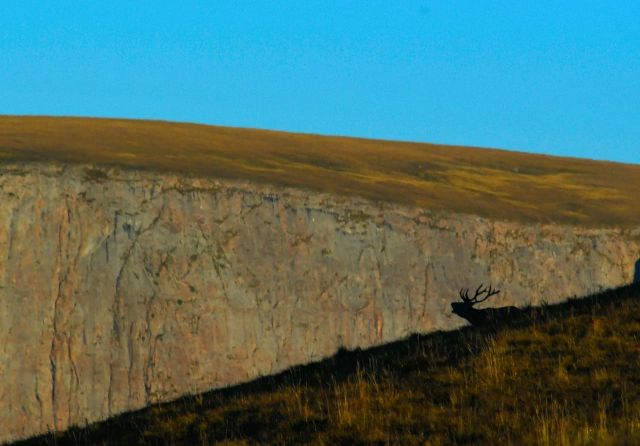 В Кавказском заповеднике подвели итоги учета благородного оленя - фото 13