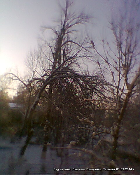 "Фото из окна". Зима, Ташкент 09.02.2014 - фото 5