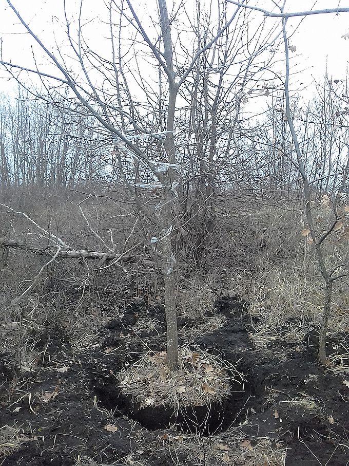 Воронежские лесные инспекторы не дали вывезти из леса молодые дубки - фото 1