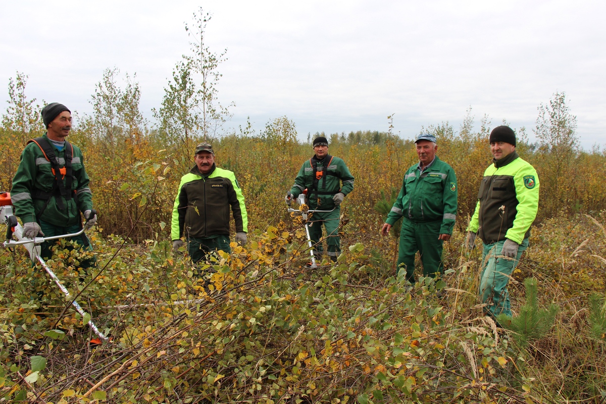 В Рязанской области проводятся лесовосстановительные работы - фото 1
