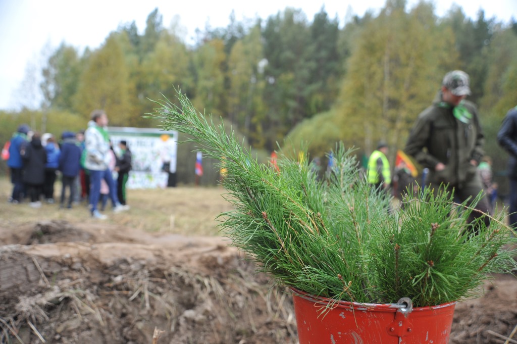Всероссийский день посадки леса в Ярославской области - фото 1