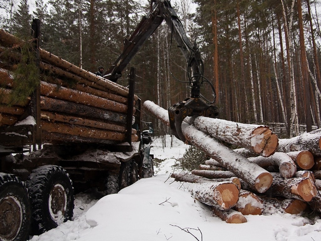 Доход в федеральный и областной бюджеты от платы за использование лесов Ярославской области в 2019 году вырос на 10% - фото 1