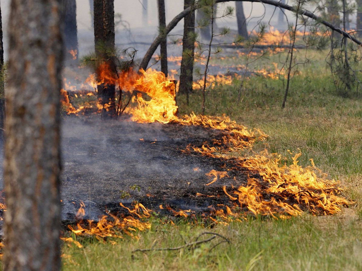Сводный план тушения лесных пожаров на 2020 год утвержден в Смоленской области - фото 1