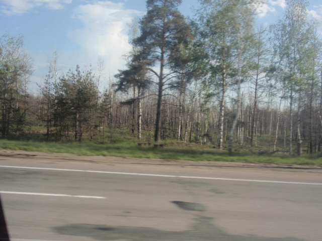 На месте лесных пожарищ зазеленела поросль - фото 2