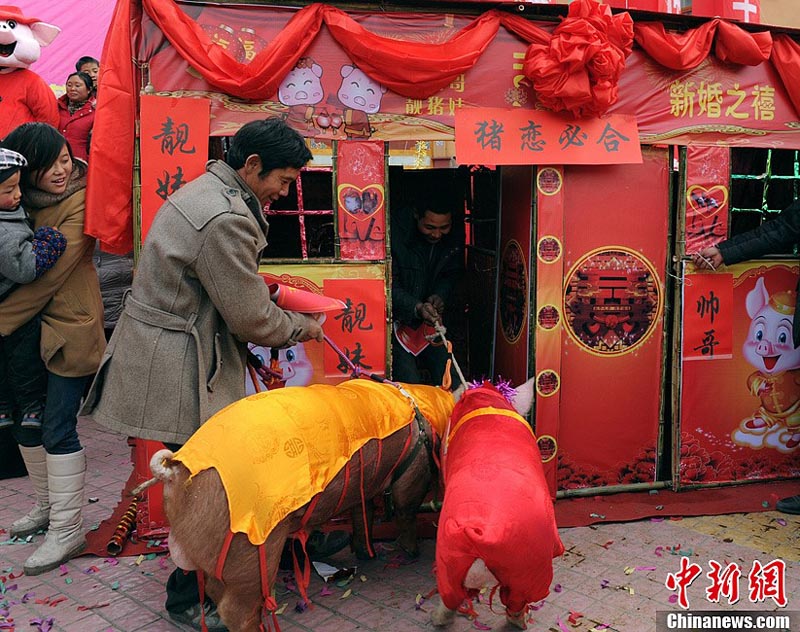 В провинции Сычуань стартовал свиноконкурс - фото 8