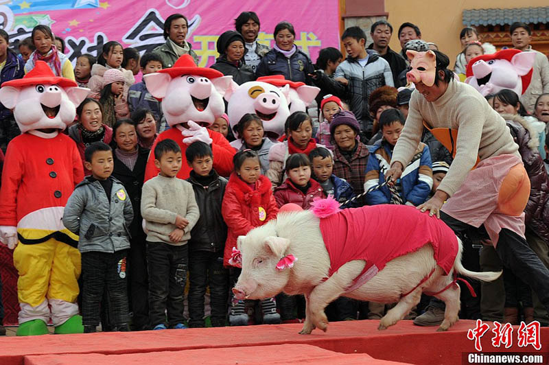 В провинции Сычуань стартовал свиноконкурс - фото 9